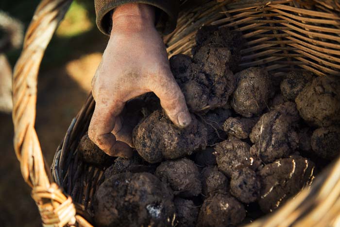La truffe sous toutes ses formes #1