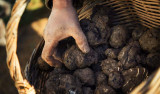 La truffe sous toutes ses formes #1